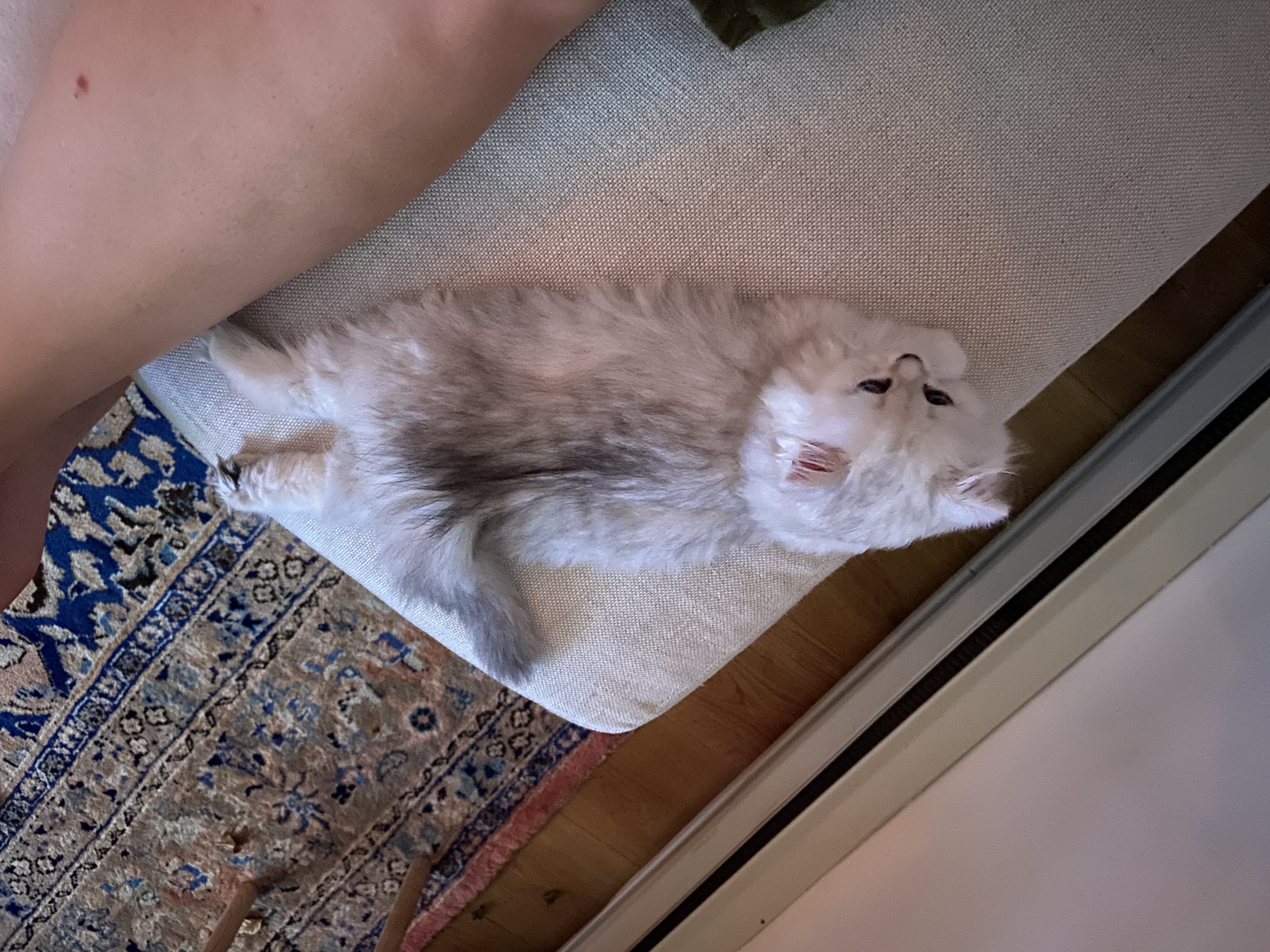 IMG_2354.jpeg
