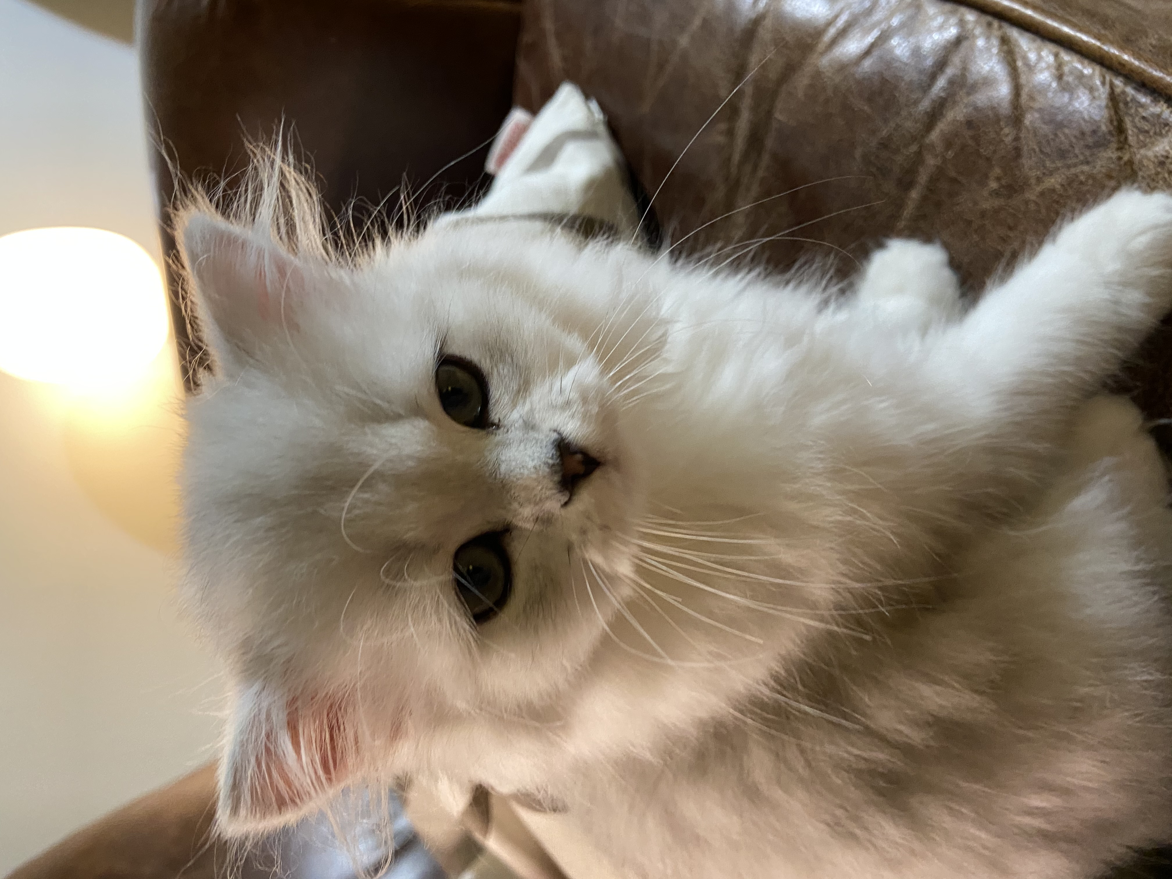 IMG_2399.jpeg